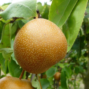 Ázijská hruška (Pyrus Pyrifolia) ´CHOJURO´, výška: 180-200 cm, voľnokorenná